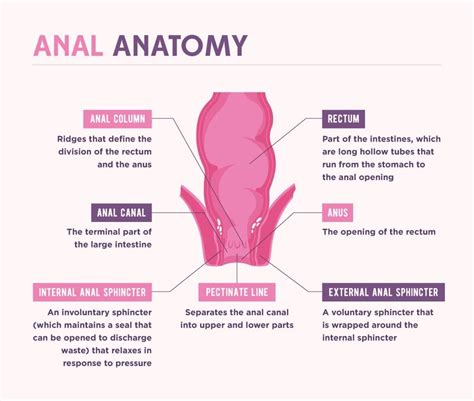 Anal sx. Things To Know About Anal sx. 